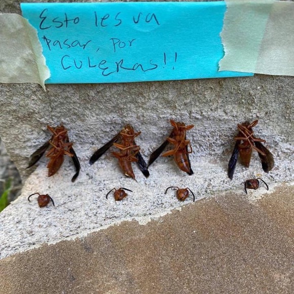 Meet your Posher, Kailey - Picture 5 of 8